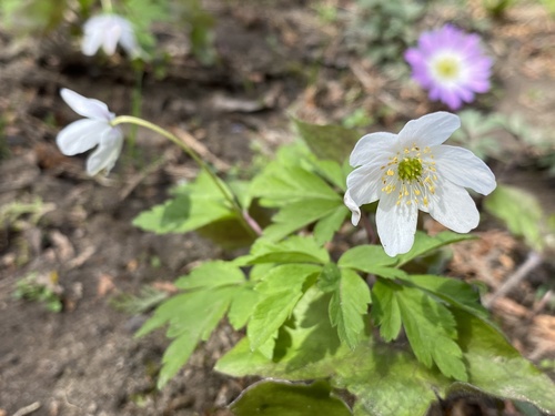 Wood anemone
