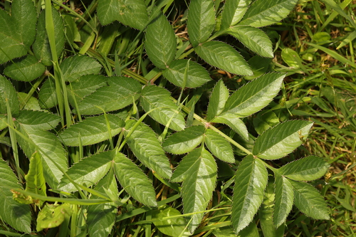 Wild Angelica
