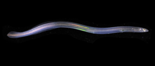 European Eel