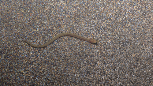 Japanese Eel