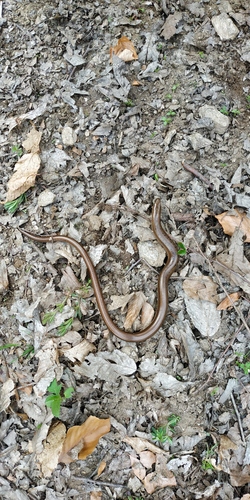 Eastern Slowworm