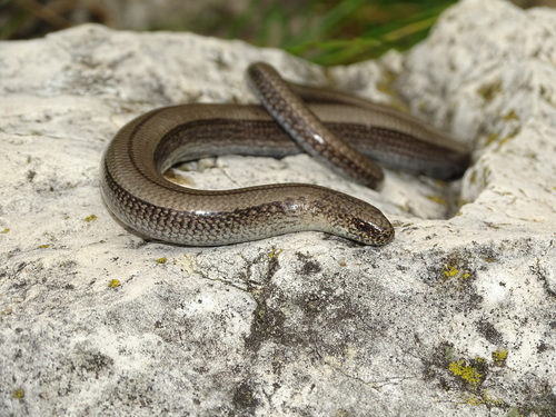 Italian Slowworm