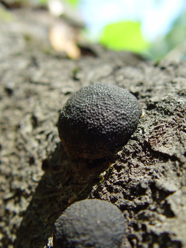 Cramp Balls