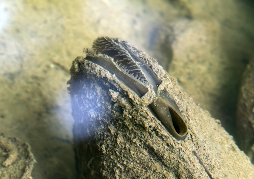 Duck Mussel