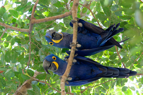 Hyacinth Macaw