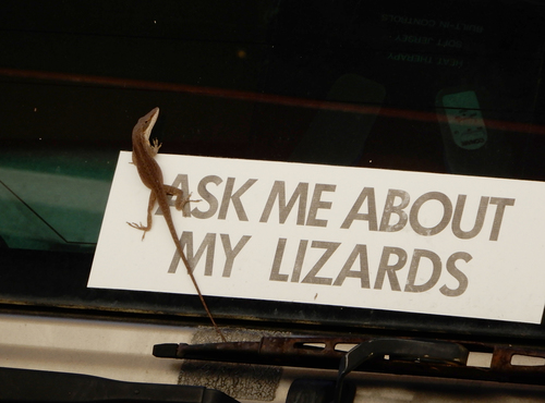 Green Anole