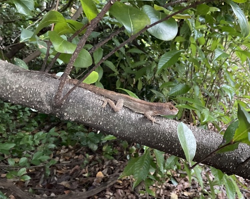 Crested Anole