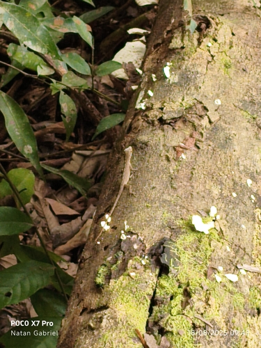 Brown-eared Anole
