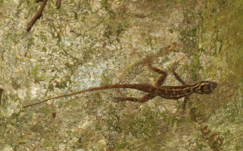 Ghost Anole