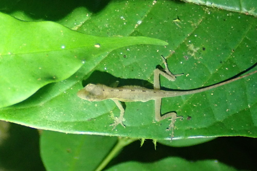 Border Anole
