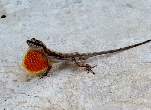 Clouded Anole