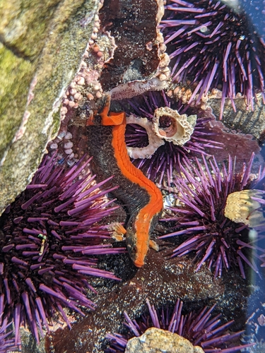 High Cockscomb