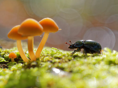 Woodland Dor Beetle
