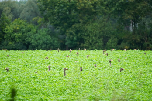 Greylag Goose