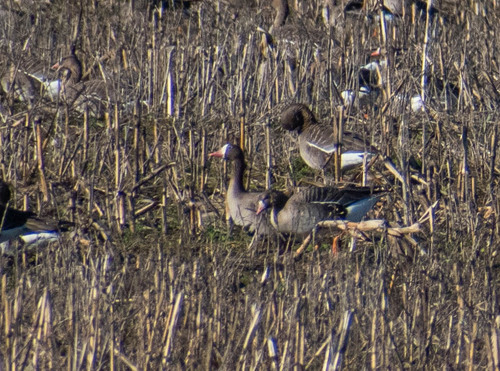 Lesser White-fronted Goose