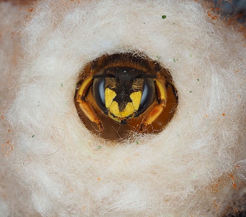 European Woolcarder Bee