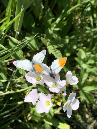 Orange-tip