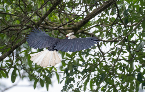 Palawan Hornbill