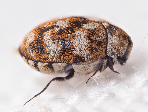 Varied Carpet Beetle