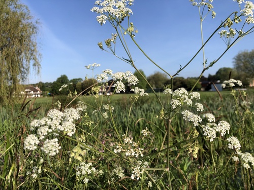 Cow Parsley