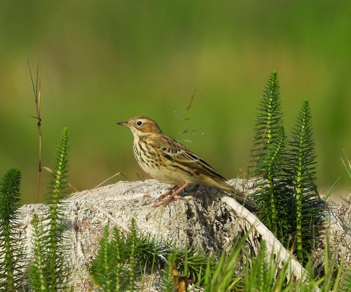 Meadow Pipit