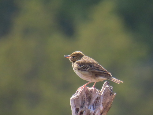 Tree Pipit