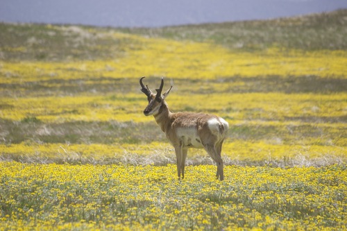 Pronghorn