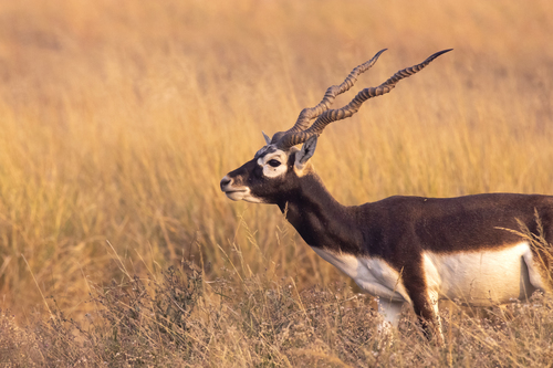 Blackbuck