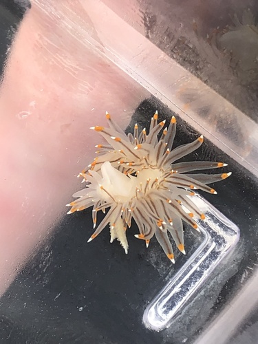 White-and-orange-tipped Nudibranch