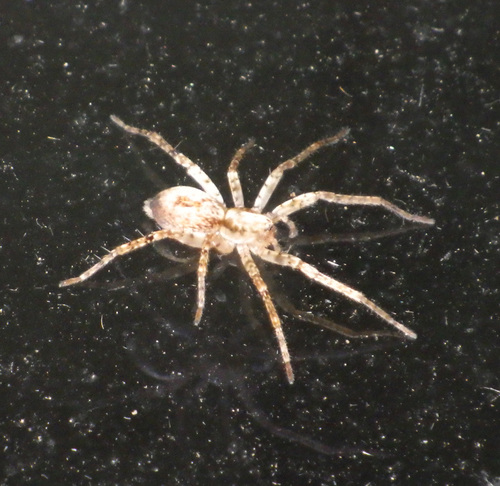 Buzzing Spider