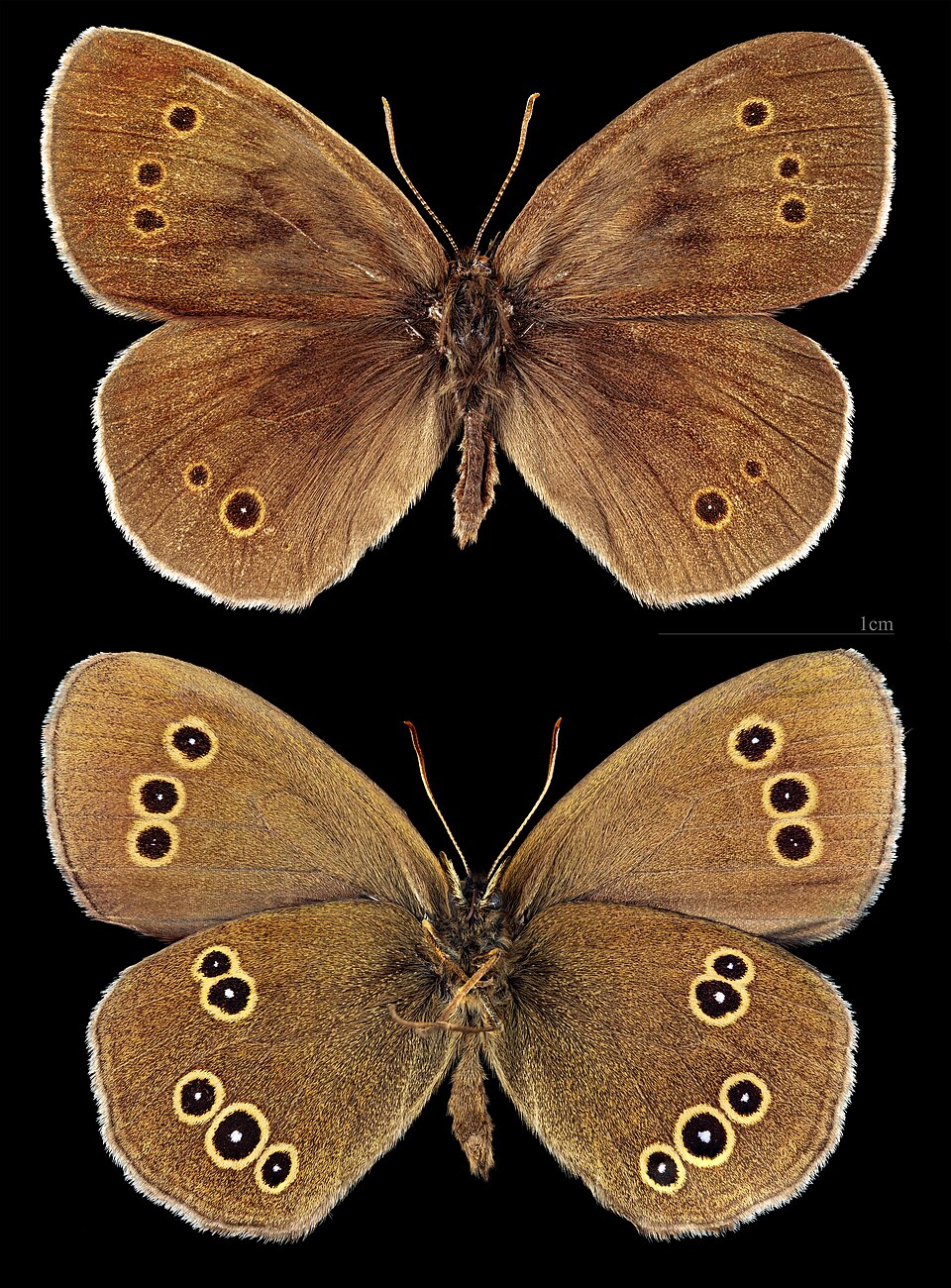 Ringlet