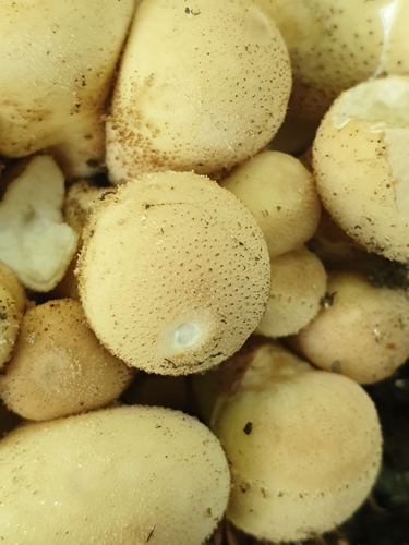 Pear-shaped Puffball