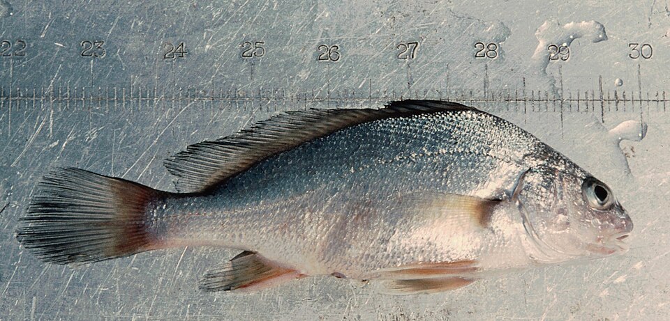 Freshwater Drum