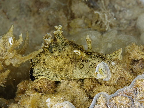 White-speckled Seahare