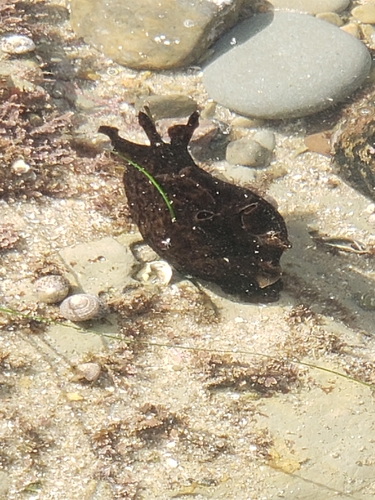 California Seahare
