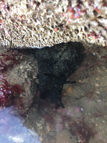 Black Seahare