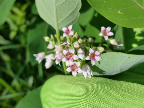 Spreading dogbane