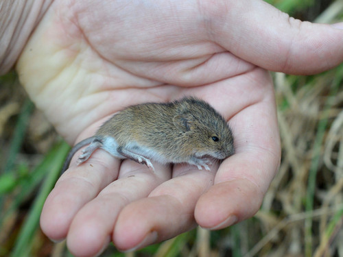 Striped Field Mouse