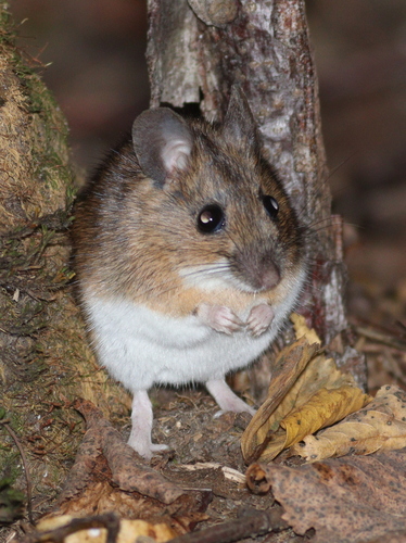 Yellow-necked Field Mouse
