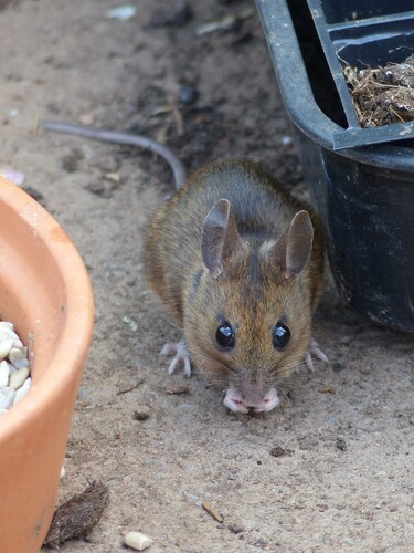 European Wood Mouse