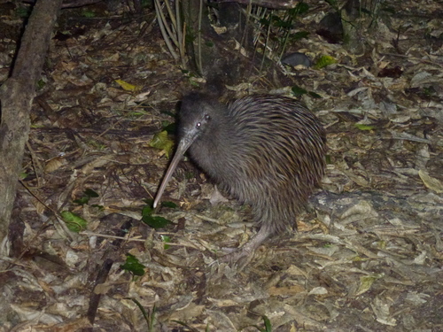 Okarito Kiwi