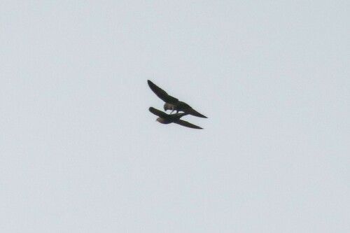 Common Swift