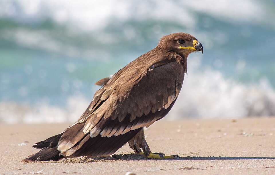 Steppe Eagle