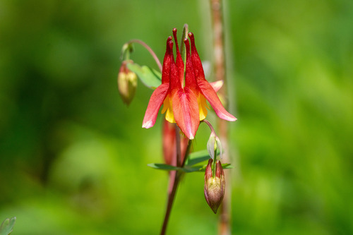 Red columbine