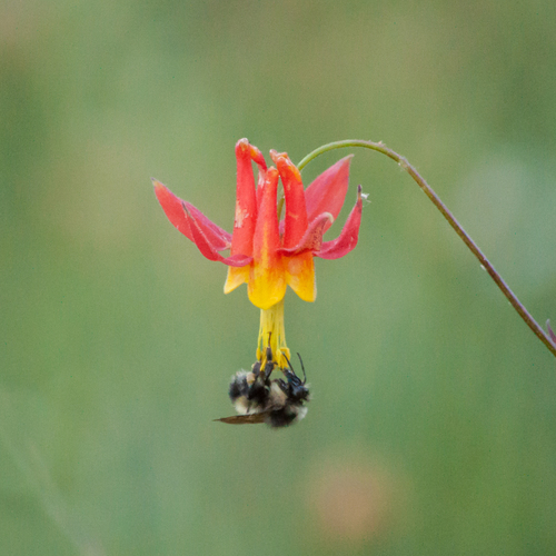 Western columbine