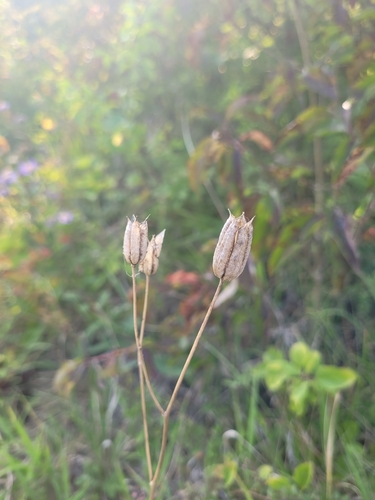 Common columbine