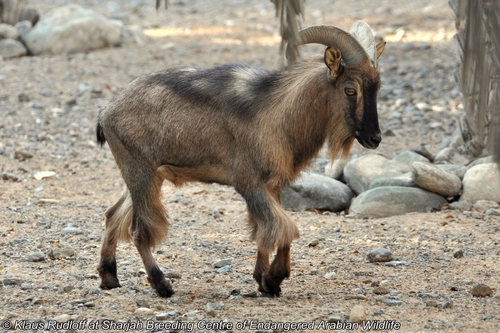 Arabian Tahr