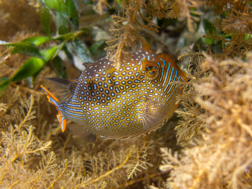 Ornate Cowfish