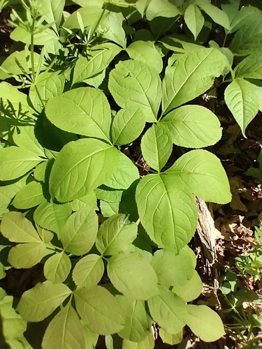 Wild sarsaparilla