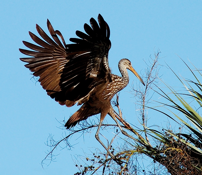 Limpkin